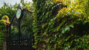 The pillars of the wrought iron gate in the Sweet Garden are covered by Boston Ivy (<em>Parthenocissus tricuspidata</em>), framing the main entry to the park.